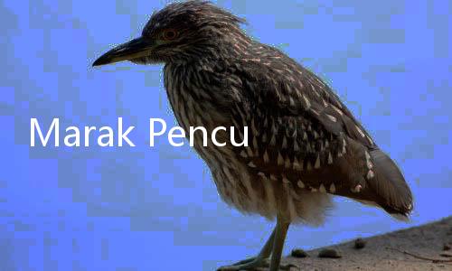 Marak Penculikan Anak, KPAI: Lepasnya Perhatian Orang Dewasa di Rumah, Sekolah, dan Lingkungan